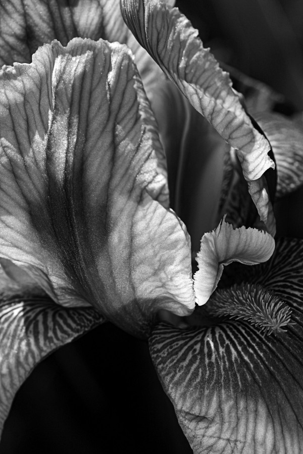 Iris In Black And White by Joy Watson